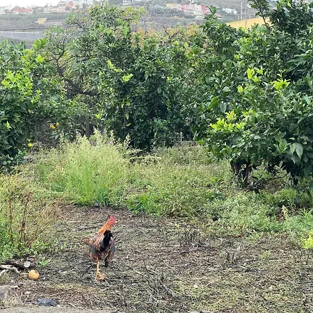 Lägenhet Bollullo Sunset - Araguaney La Orotava