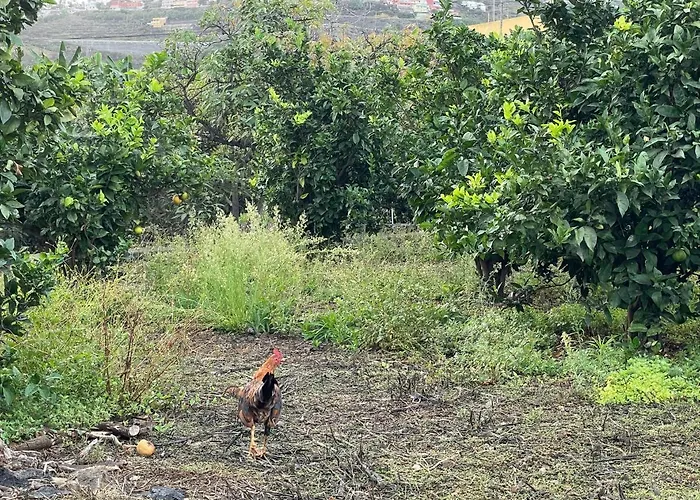 شقة Bollullo Sunset - Araguaney لا أوروتافا